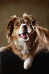 Australian Shepherd im Studio