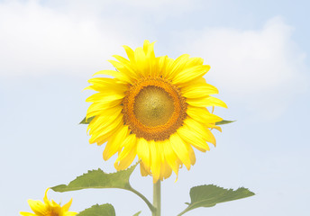 Obraz premium sunflower