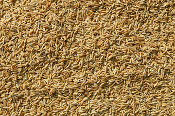 background dry paddy