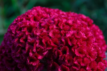 Red cockscomb flower with fluffy fur
