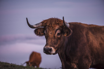 Vaca retrato primer plano con toro al fondo
