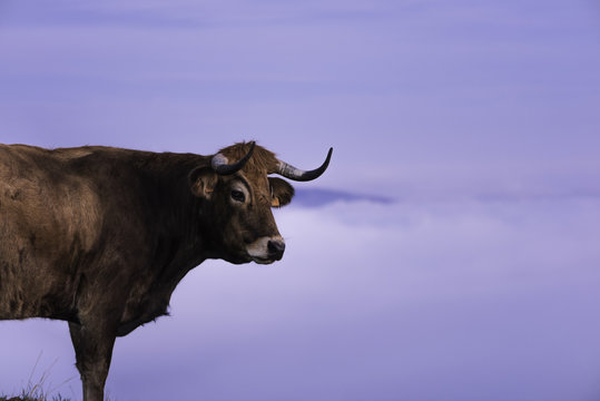 Toro medio cuerpo