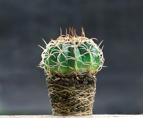 Cactus planted in small pots When roots grow up to be full of pot. To move to a new plant pot to make it grow faster.