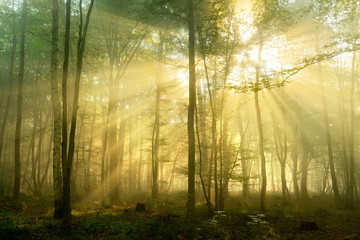 Forest of Deciduous Trees Illuminated by Sunbeams through Fog