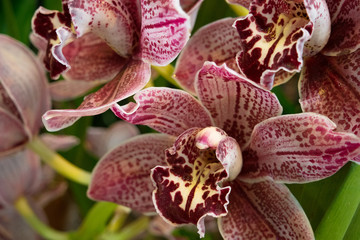 Cymbidium orchid gainst tropical greens