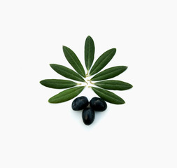 Fresh olives with leaves on White Background