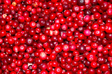 A lot of red cranberry