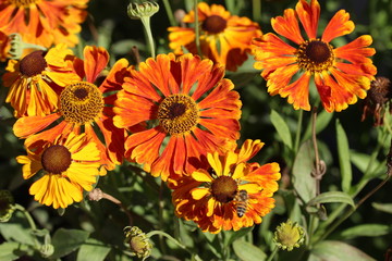 orangefarbeneZinnie (Zinnia elegans)