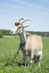 Naklejka na ściany i meble Goat grazing in a meadow. Close-up.