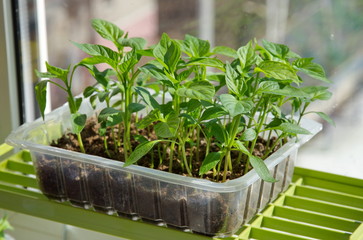 Pepper seedlings in plastic trays on the window
