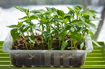 Pepper seedlings in plastic trays on the window