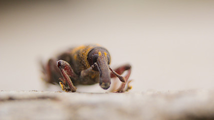 Долгоносик