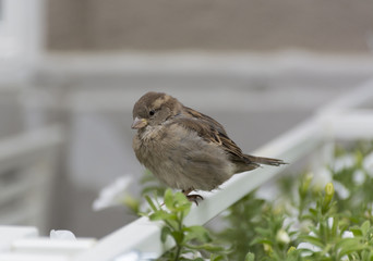Sparrow sitting on the fence