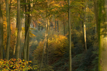 Autumn View Into Grafenberger Forrest / Duesseldorf