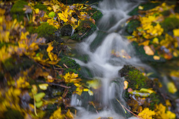 Fototapeta na wymiar Water stream and fall yellow leavs.