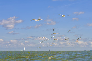 Seagulls above the ocean