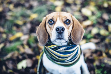 Tricolor beagle dog in striped scarf sitting on ground covered with fallen leaves in autum