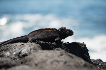 海イグアナ