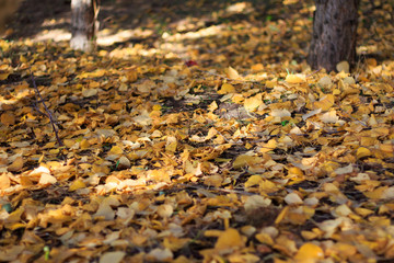 Autumn Season, Trees and Yellow Leaves. Landscapes
