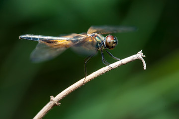 Male yellow-striped flutterer (Rhyothemis phyllis) on a twig