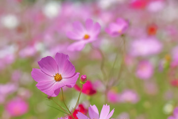 ピンク色と赤色のコスモスの花　