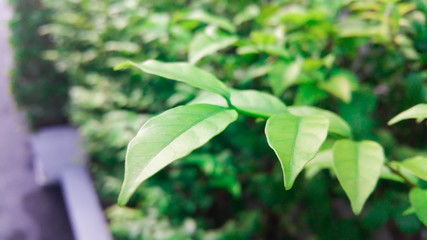 green Leaves the wayside