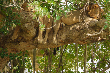 Two Male Lions with mane taking a nap over branch