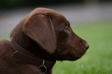 Little Watch Dog / Labrador