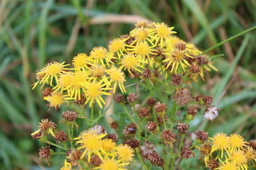 natural yellow flowers