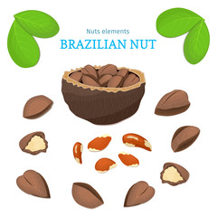 Vector set of nuts. Brazil nut fruit, whole, peeled, piece of half, walnut in shell, leaves. Collection of brazilian nuts designer elements for use in packaging design projects flyer healthy eating