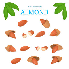 Vector set of nuts. Almond nut whole, peeled, piece of half, walnut in shell, leaves. Collection of walnut nuts designer elements for use in packaging design projects flyer healthy eating