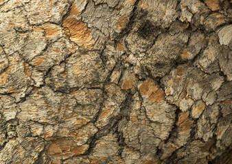 Bark Pattern