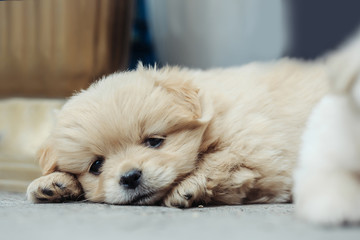 small puppy plush dog