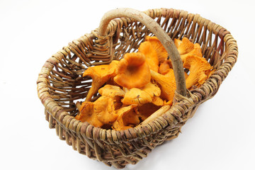girolles 13102016