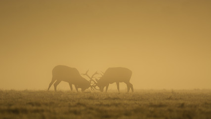 Obraz na płótnie Canvas Two red deer fighting in morning light