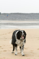 Border Collie dog on beach waiting for tennis ball to be thrown