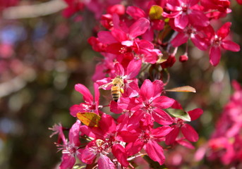 honeybee collecting nectar