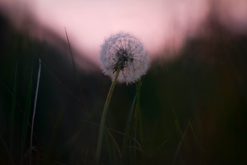 Dandelion
