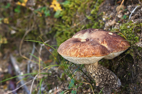 .Boletus mushroom growing in the forest.Focus concept.