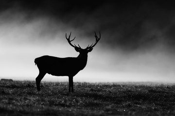 Red deer in black and white , UK
