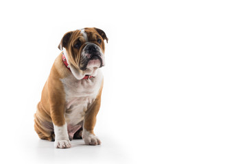 English Bulldog