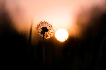 Dandelion 3