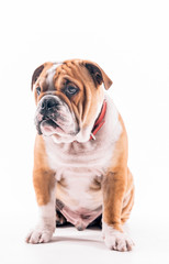 English bulldog portrait on white