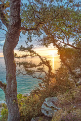 A travers les chenes verts