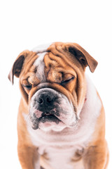 Obraz premium Sleepy English bulldog