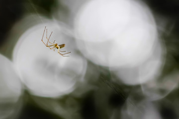 spider