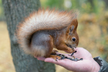 squirrel eating from hands. Belarus Gomel Park