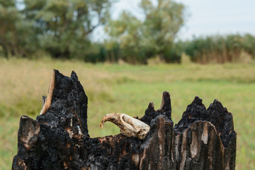 Skull Hawk on the burned tree