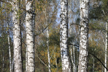 Autumn birch grove in cloudy weather