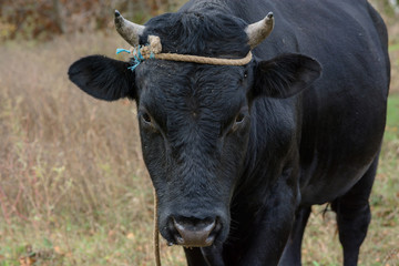 Black cow in the pasture